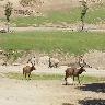 Malsi Deer Park